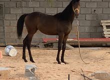 خيل ليبيا خيل خيل ليبيا خيل