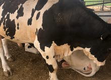 جزاره النصر لجميع انواع اللحوم جمله وقطاعي جودة عالية اسعار ممتازه جزاره النصر لجميع انواع اللحوم جمله وقطاعي جودة عالية اسعار ممتازه