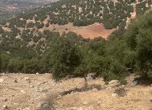 قطعه ارض مميزه الزعتري السلط