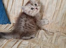 طبيب بيطري لكل ما يخص القطط من عمليات وتطعيمات وسونار وعلاج طبيب بيطري لكل ما يخص القطط من عمليات وتطعيمات وسونار وعلاج