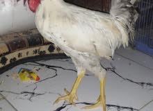 ديج عرب ديج عرب