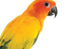 مطلوب طيور حب مع الافراخ او بزارات عاديات مطلوب طيور حب مع الافراخ او بزارات عاديات