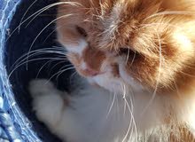 Cat/Kitten Norawy Ginger Thick Fluffy Hair Cat/Kitten Norawy Ginger Thick Fluffy Hair