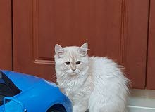 persian kittens persian kittens