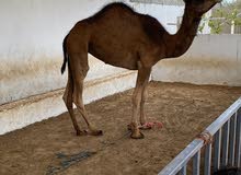 نقا عمرها سنتين نقا عمرها سنتين