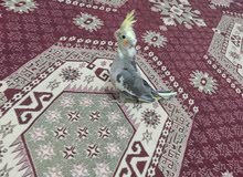 Sultan'ın papağan civcivleri