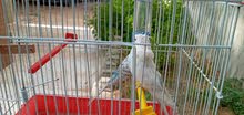 كوبيا مشوشا كيف كابرا الله يبارك كيف مابينا في الصورة كوبيا مشوشا كيف كابرا الله يبارك كيف مابينا في الصورة