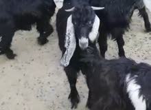 تيوس عوارض سمينه للبيع تيوس عوارض سمينه للبيع