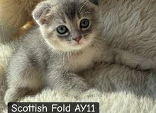 Scottish kittens