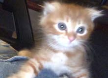 kitten kitten