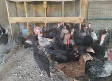 فراخ بلدي للبيع