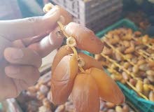 deglat nour tunisia deglat nour tunisia