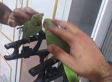 زوج دره للبيع زوج دره للبيع
