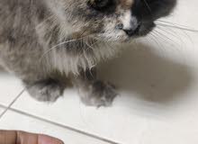 Beautiful Cat Beautiful Cat