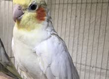 Female breeder cocktiel lutino for Aed 200 Female breeder cocktiel lutino for Aed 200