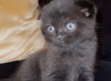 بيور سكوتش فولد pure scottish fold بيور سكوتش فولد pure scottish fold