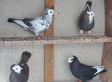 حمام زينه زوجين حمام زينه زوجين