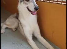 pure huskey male age 6 month old pure huskey male age 6 month old