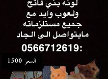 قط تابي قط تابي