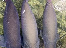 Arapaima Gigas red Arapaima Gigas red