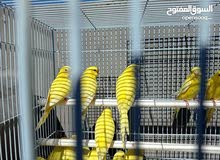 طيور حب مال بيت نظيفات طيور حب مال بيت نظيفات