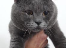 Blue Scottish Fold Blue Scottish Fold