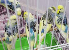 طيور حب طيور حب