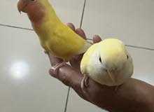 Two lovely birds 200 aed