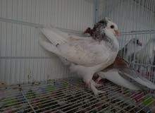 Fancy Pigeons for Sale at Dubai Fancy Pigeons for Sale at Dubai