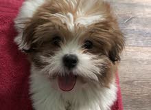shihtzu puppy(male) 3 months shihtzu puppy(male) 3 months