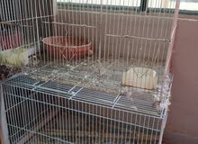 birds cage birds cage