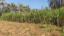 طعام حيوانات نوع ( حرية حميرية ) طعام حيوانات نوع ( حرية حميرية )
