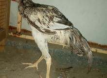 عبدالله خميس عبدالله سالم عبدالله خميس عبدالله سالم