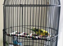 Budgie birds Budgie birds