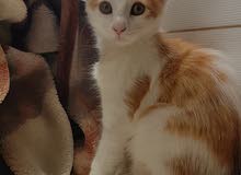 petite chaton petite chaton