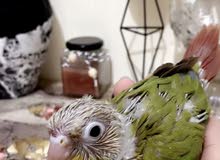 Pineapple conure baby Pineapple conure baby