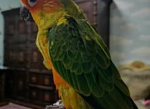 sun conure 2 months old