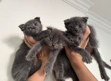 Pute Scottish kittens for sale