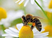 مربي نحل . نحال لبناني . beekeeper