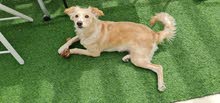 Mixed Breed Golden Retriever with Labrador Mixed Breed Golden Retriever with Labrador
