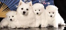 spitz for sale spitz for sale
