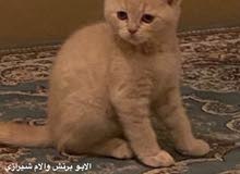 الوصف بالصوره الوصف بالصوره