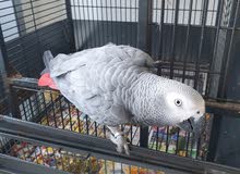 African grey 5 years old