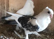 زوج ارافل مخاليف زوج ارافل مخاليف