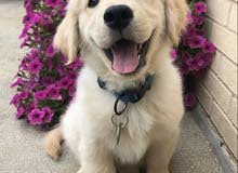Labrador Retriever Labrador Retriever