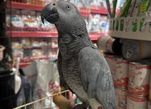 ببغاء الكاسكو