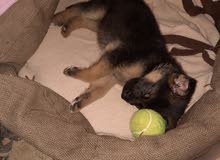Berger allemand Berger allemand