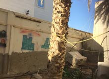 ثلاث نخلات للبيع 1قش 2خصاب النخلة ب 500 درهم الثلاث ب1500 ثلاث نخلات للبيع 1قش 2خصاب النخلة ب 500 درهم الثلاث ب1500