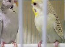 بادجي فالو (عيون حمر) بادجي فالو (عيون حمر)