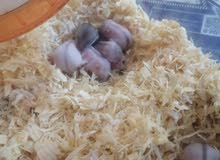 dwarf babies hamster dwarf babies hamster